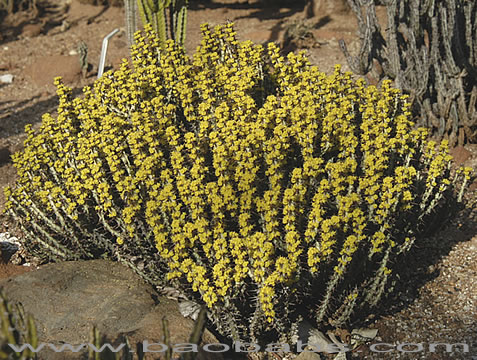 Euphorbia aeruginosa